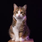 Profielfoto Momo de kantoorkat